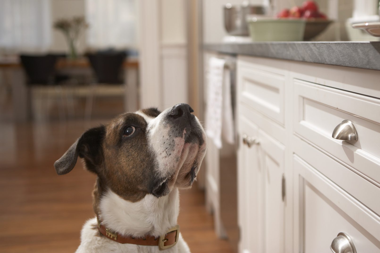 are scrambled eggs good for puppies