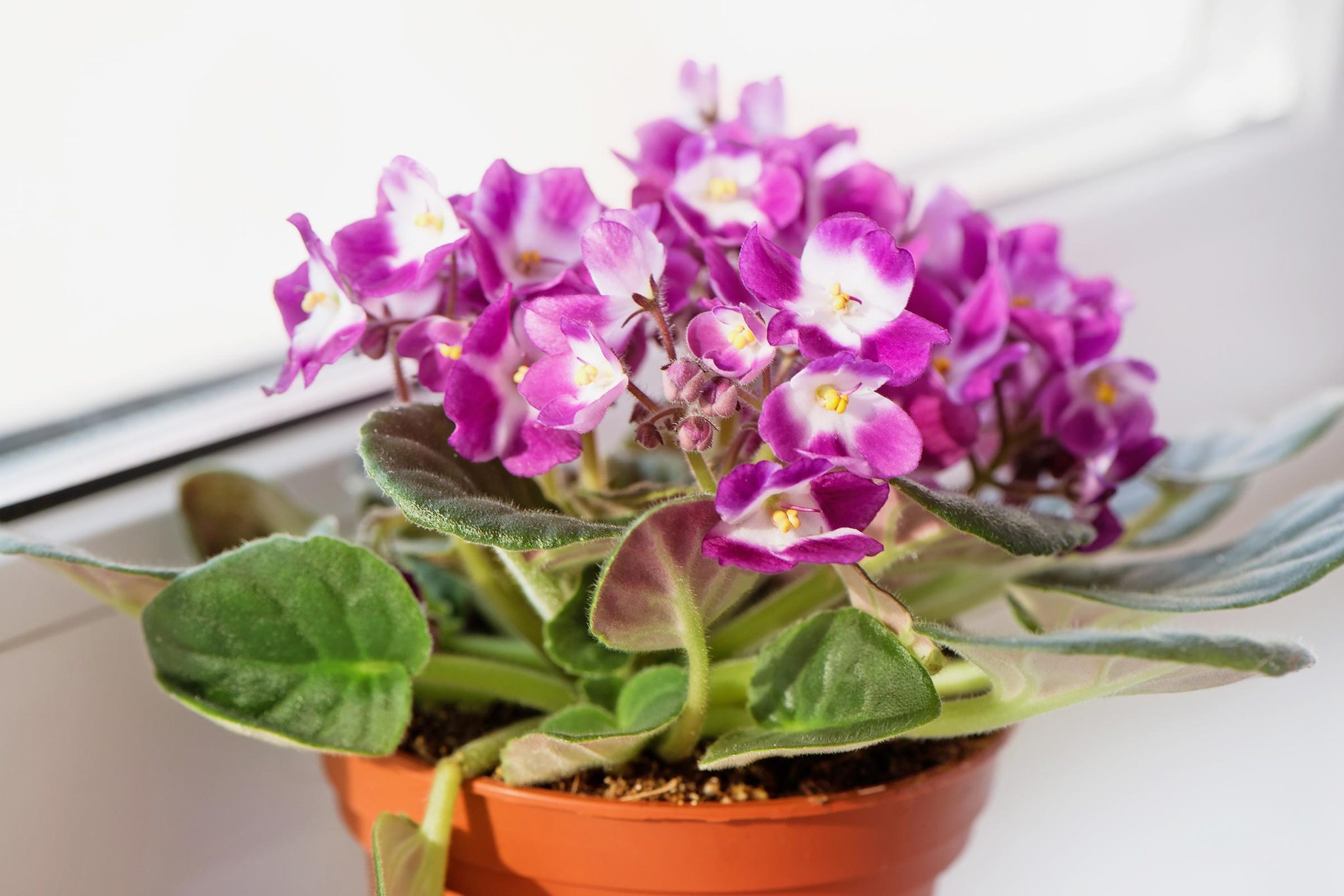 16 Indoor Flowering Plants for 2022 — Top Houseplant Flowers