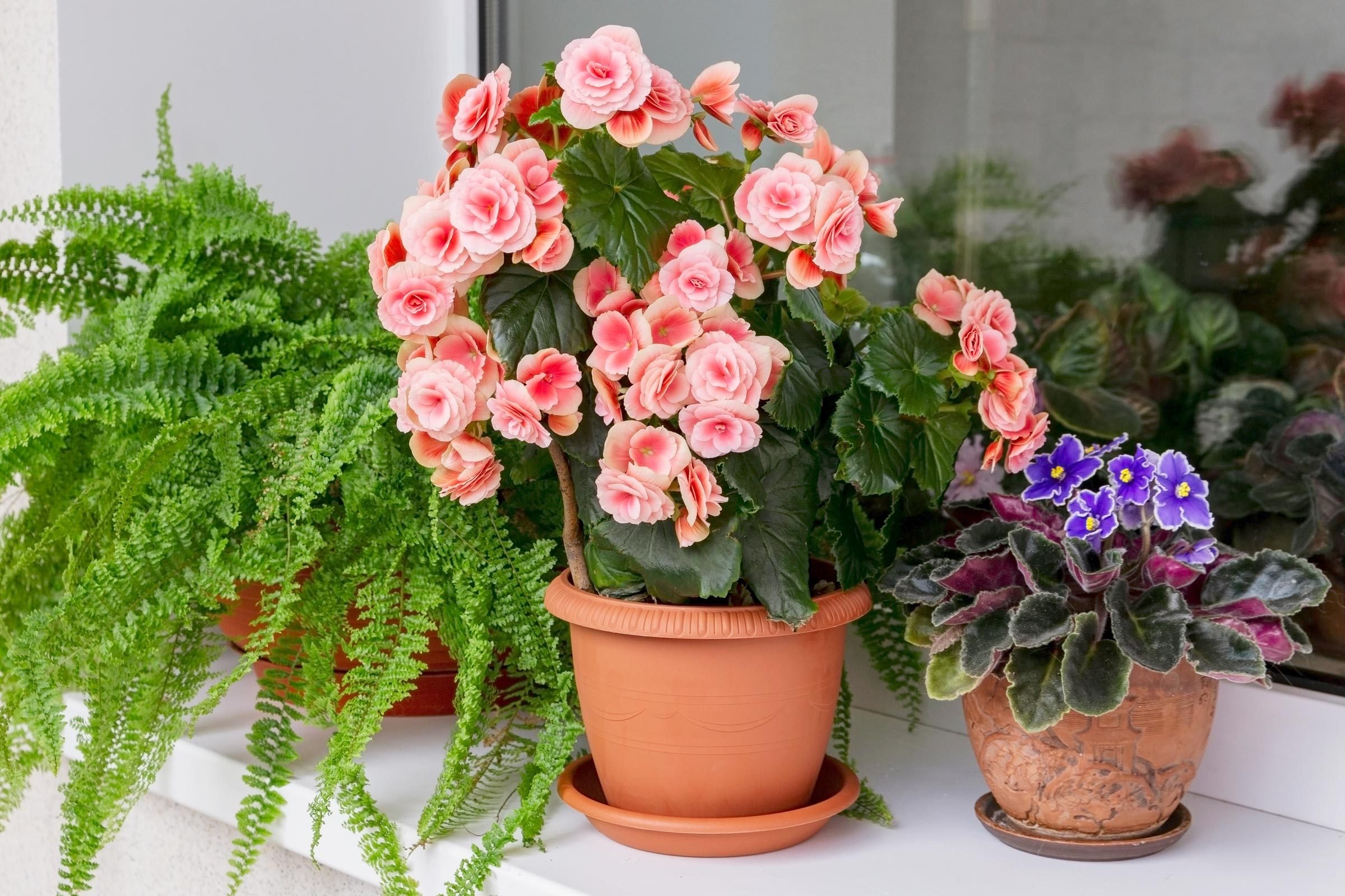 20 Flowering Houseplants That Will Add Beauty to Your Home - Bob Vila