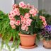 16 Indoor Flowering Plants to Make Your Home More Colorful