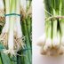 Scallions vs. Green Onions: What's the Difference?