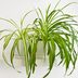 How to Care for Spider Plants