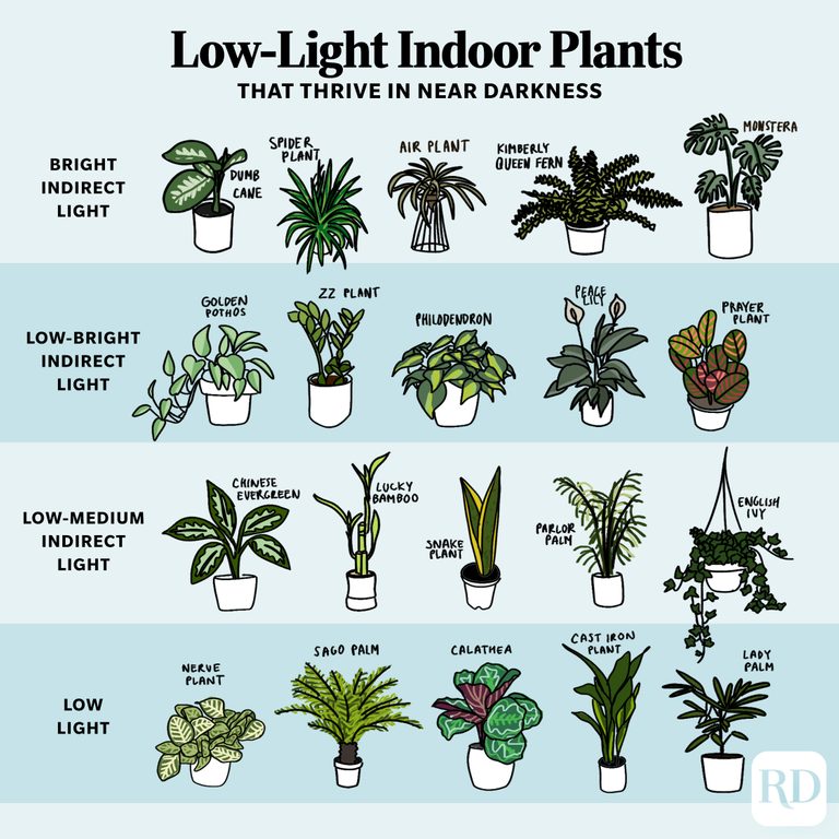 30 Low Light Plants Instagram ?resize=768,768