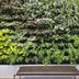 How to Create a Living Wall That Brings the Outdoors In