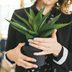 How to Care for Aloe Plants