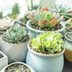 15 Types of Succulents for Your Home or Office