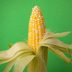 Is Corn a Vegetable, a Grain or a Fruit?