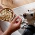 Can Dogs Eat Popcorn? Here's What the Experts Say