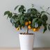 13 Best Fruit Trees You Can Grow Indoors