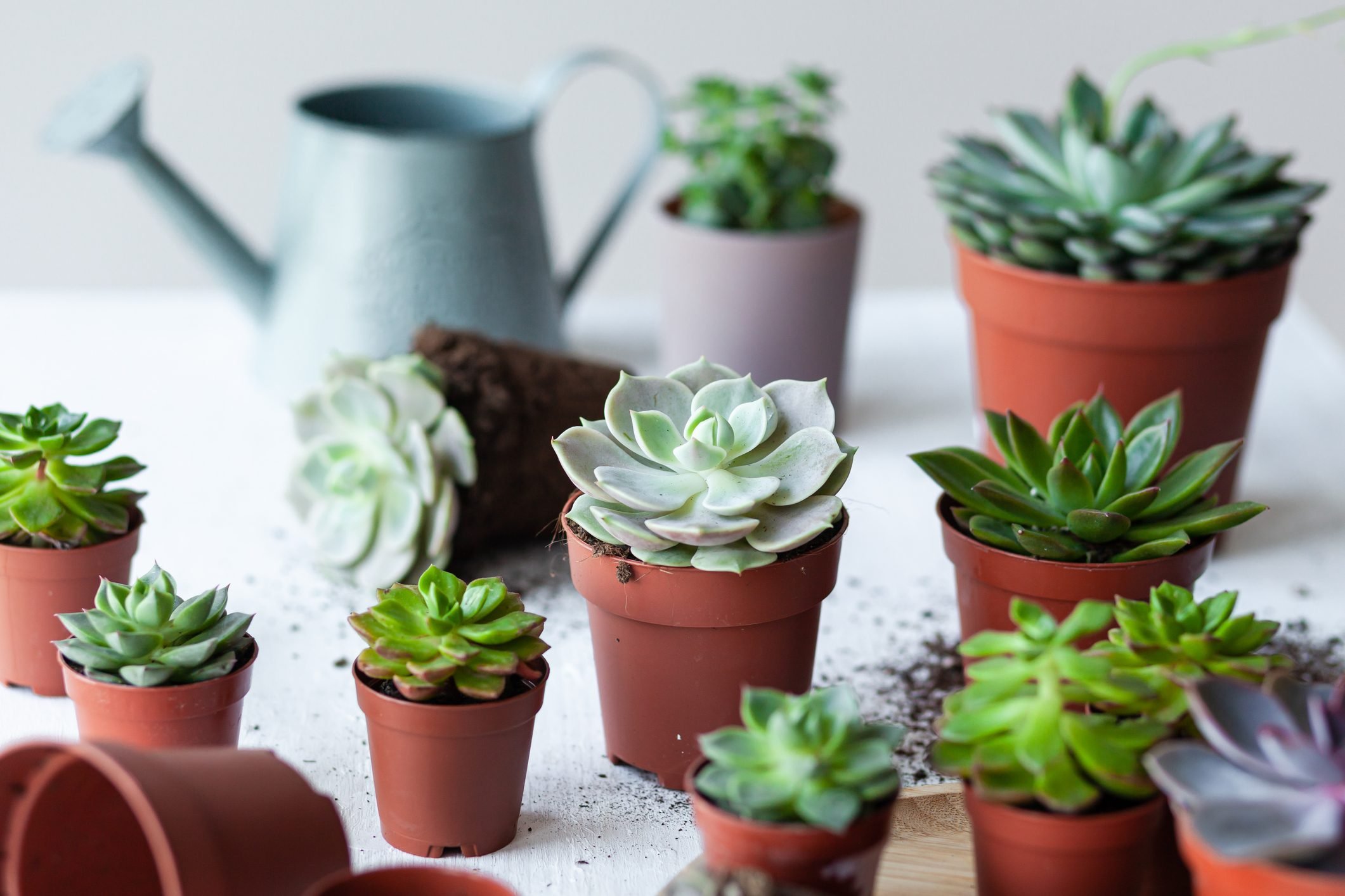 Why Succulents Make Such Good Houseplants