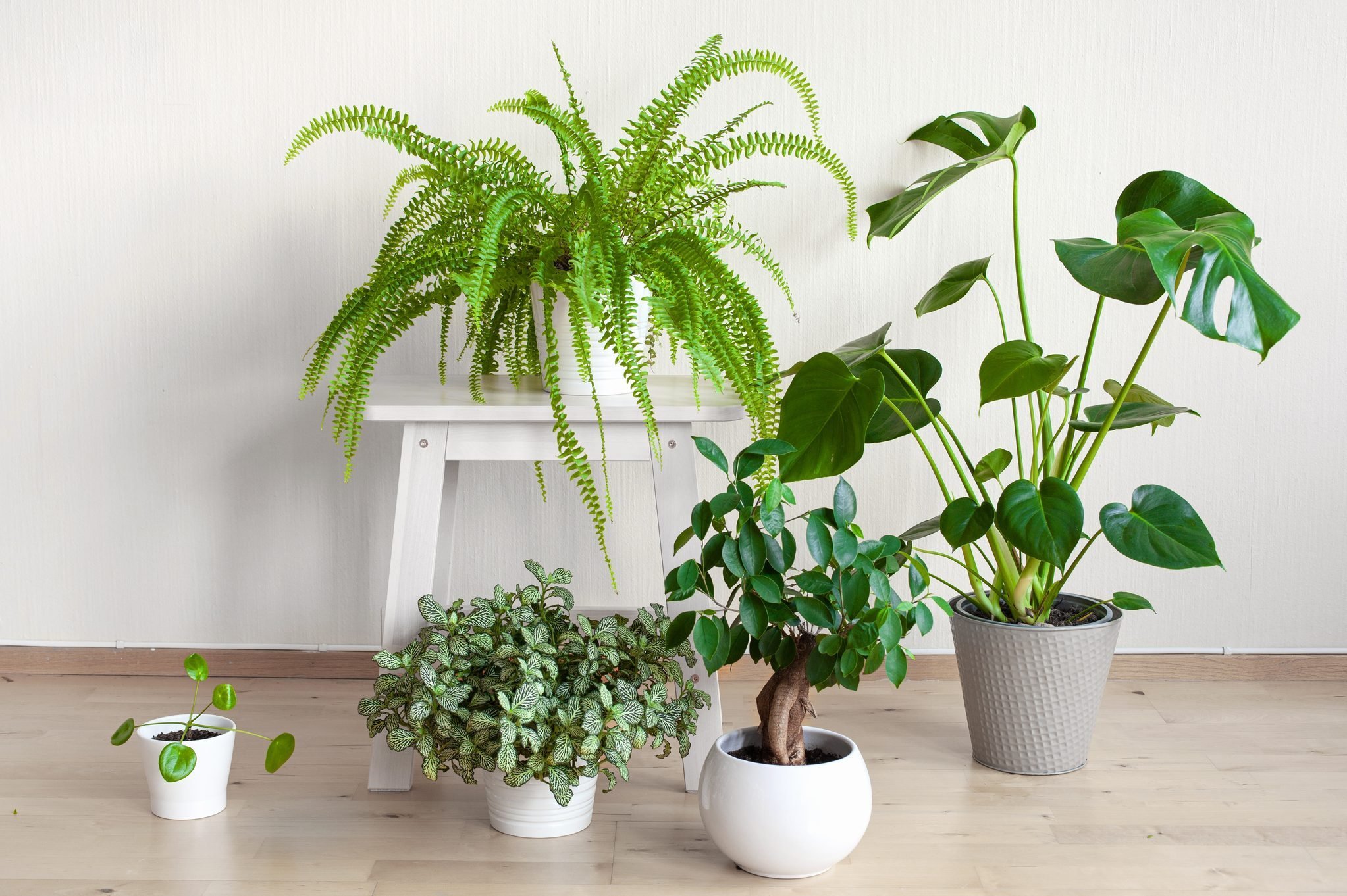 How To Identify And Fix Low Humidity In Plants