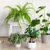 28 Low-Light Indoor Plants That Thrive in Near Darkness