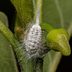 How to Get Rid of Mealybugs
