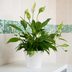 15 Best Bathroom Plants That Thrive in Humidity
