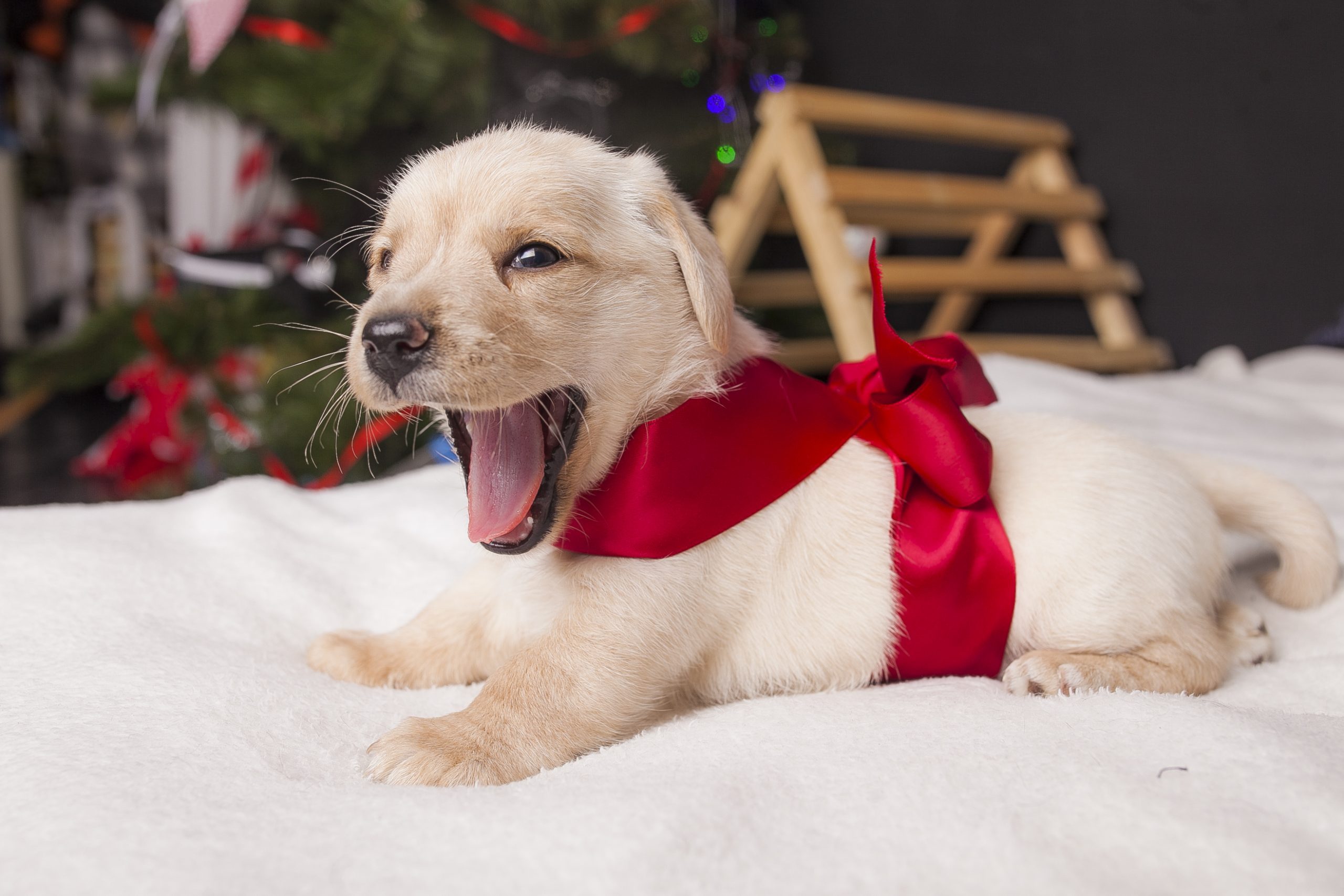 christmas cute puppies