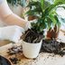 How and When to Repot a Plant