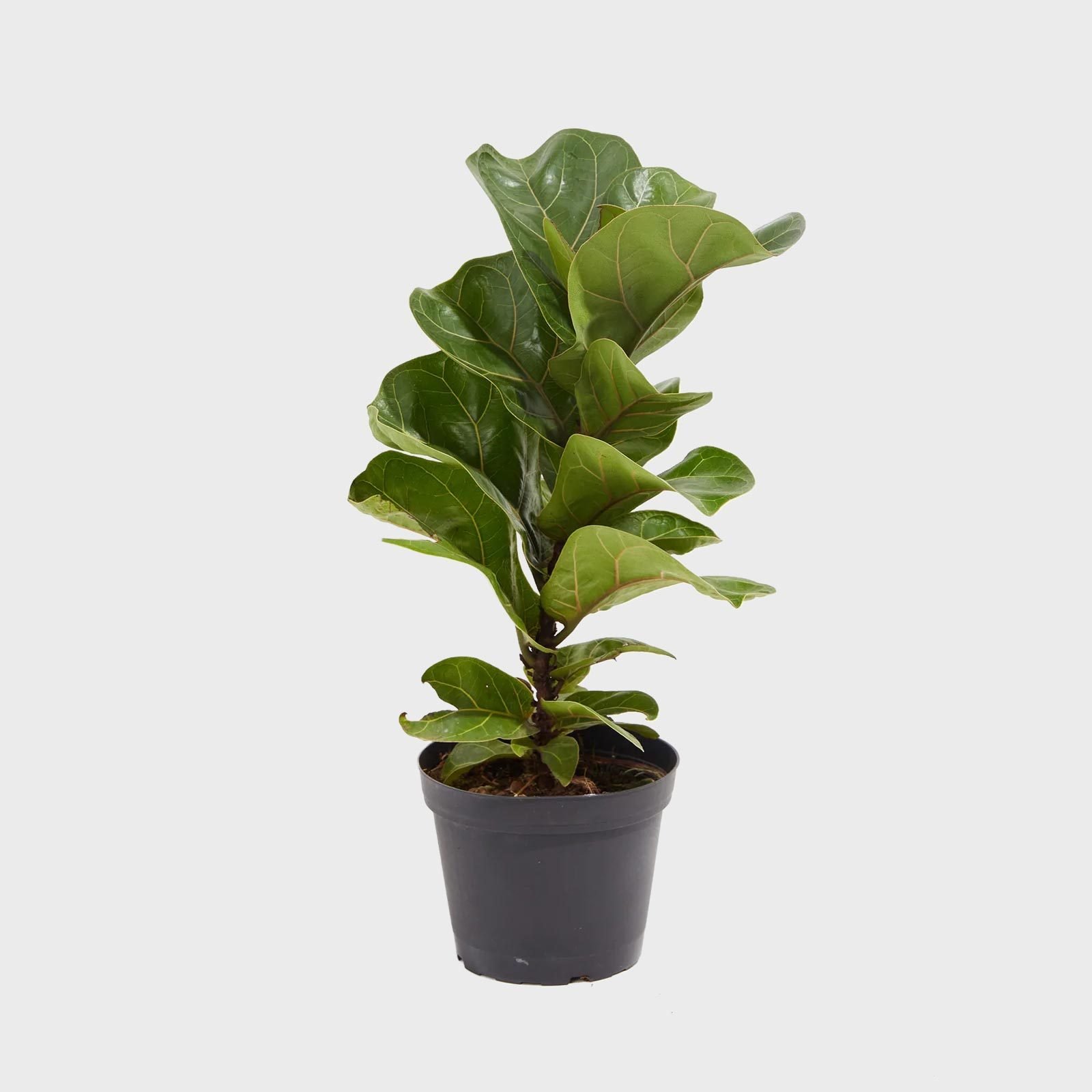 Are Fiddle Leaf Fig Trees Toxic To Dogs