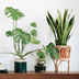 18 Living Room Plants to Spruce Up Your Space