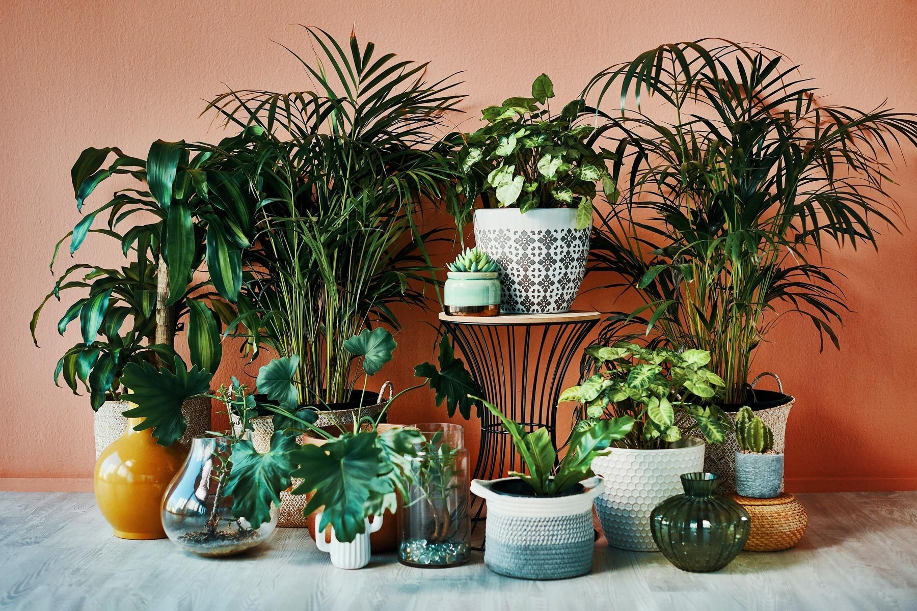 indoor potted plant arrangements