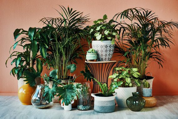 Guide To Indoor Plants GettyImages 1280154297 MLedit ?resize=568%2C379