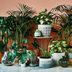 Your Complete Guide to Indoor Plants: How to Keep Them Happy, Healthy and Green