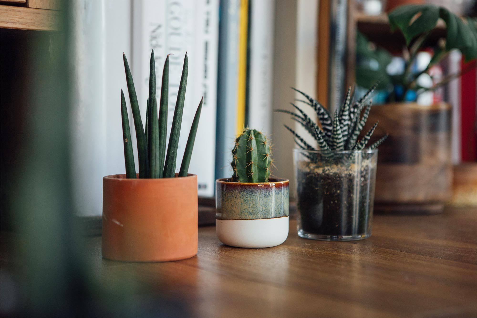 Indoor Plants: The Best Indoor Plants—and How to Care for Them [2024 ...