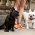 Why Do Dogs Pant? 6 Common Reasons, According to Experts