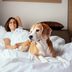 Pet-Friendly Hotels in America That Will Welcome Your Furry Friends