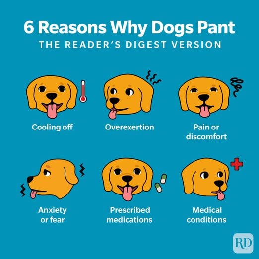 Why Do Dogs Pant? 6 Common Reasons, According to Vets