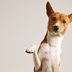 You Can Find Out If Your Dog Is Right- or Left-Handed—Here's How