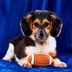 How to Watch the Puppy Bowl 2024