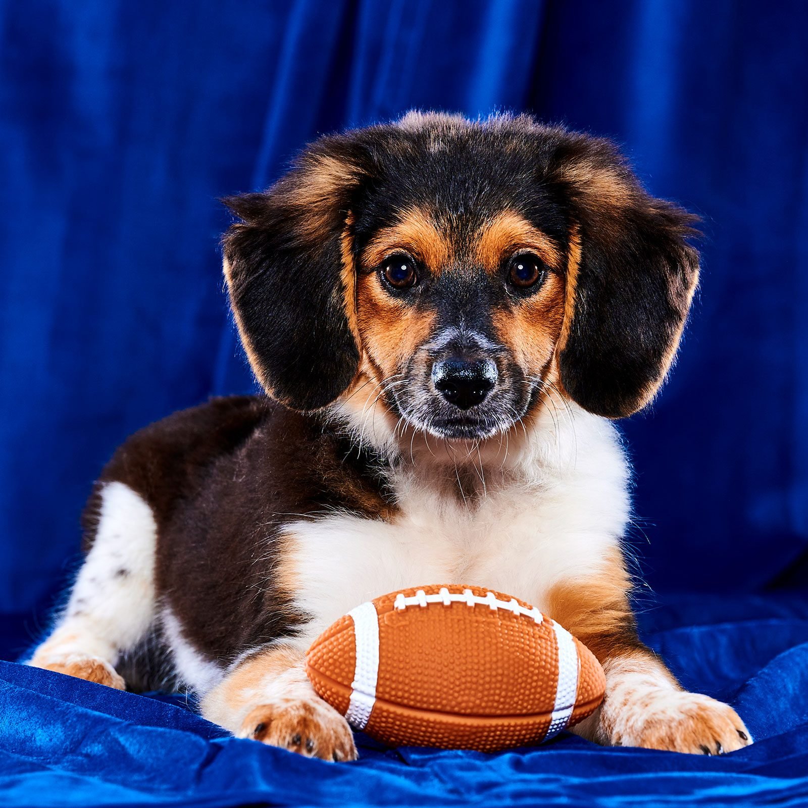 How to Watch the Puppy Bowl 2023 Trusted Since 1922