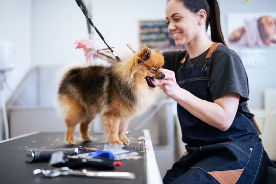 How Much to Tip a Dog Groomer in 2023: Tips from a Groomer