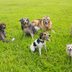 15 Dog Park Etiquette Rules Everyone Should Follow
