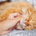 Where Do Cats Like to Be Petted?