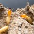 This Is the Most Termite-Infested City in America