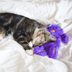This Purring Cat Toy De-Stresses Anxious Kitties—And 17,000 Amazon Reviewers Swear By It