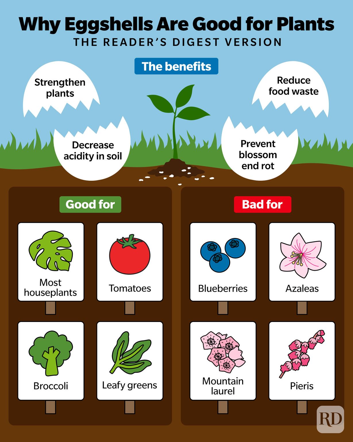 Why Eggshells Are Good For Plants Infographic GettyImages8 ?resize=1229%2C1536