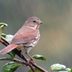 Where Do Birds Go During a Rainstorm?