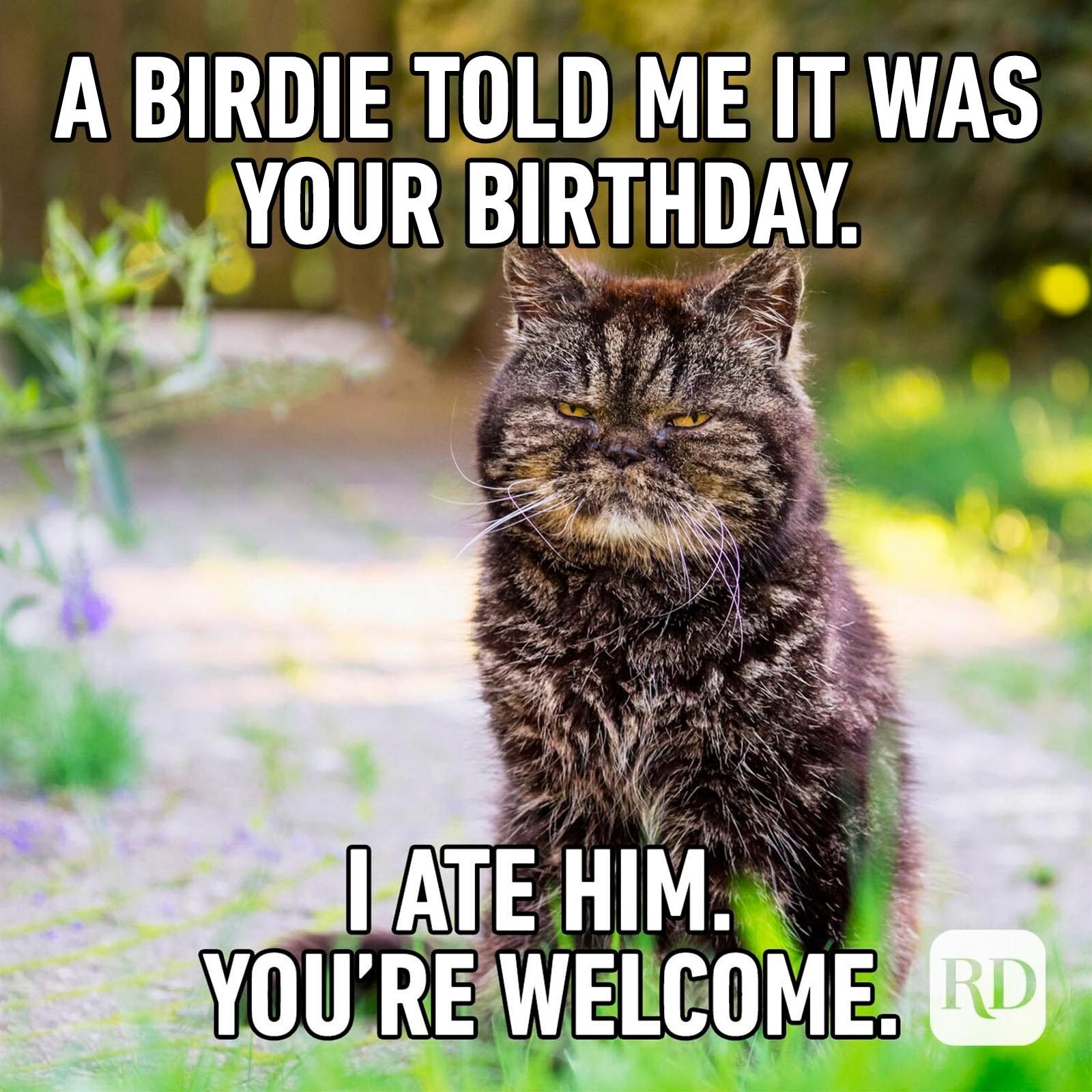 animal birthday memes