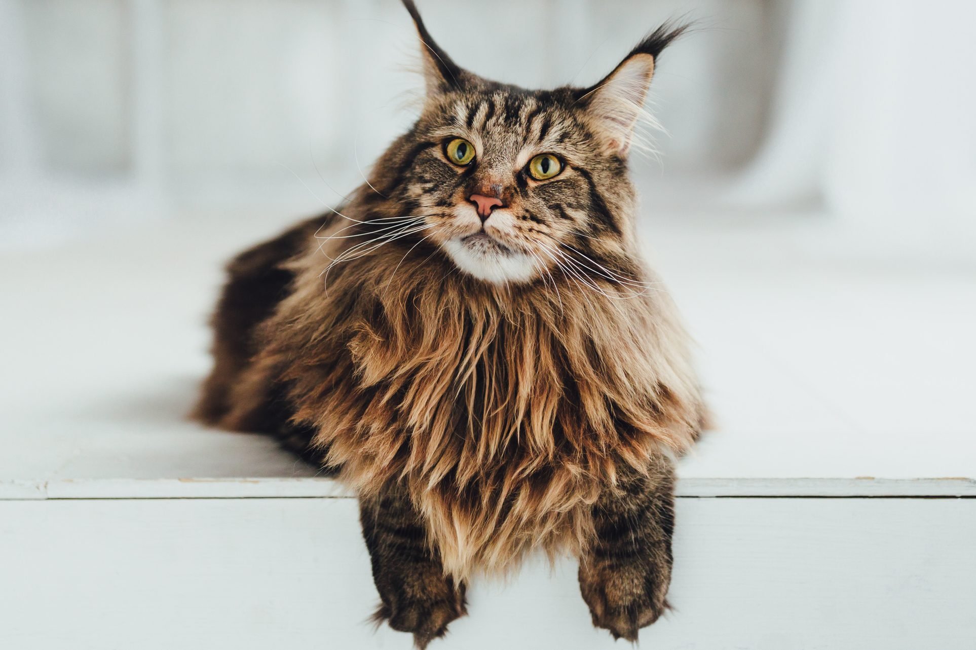 expensive house cats breeds