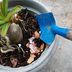 How to Use Eggshells for Plants and Make Your Garden Flourish