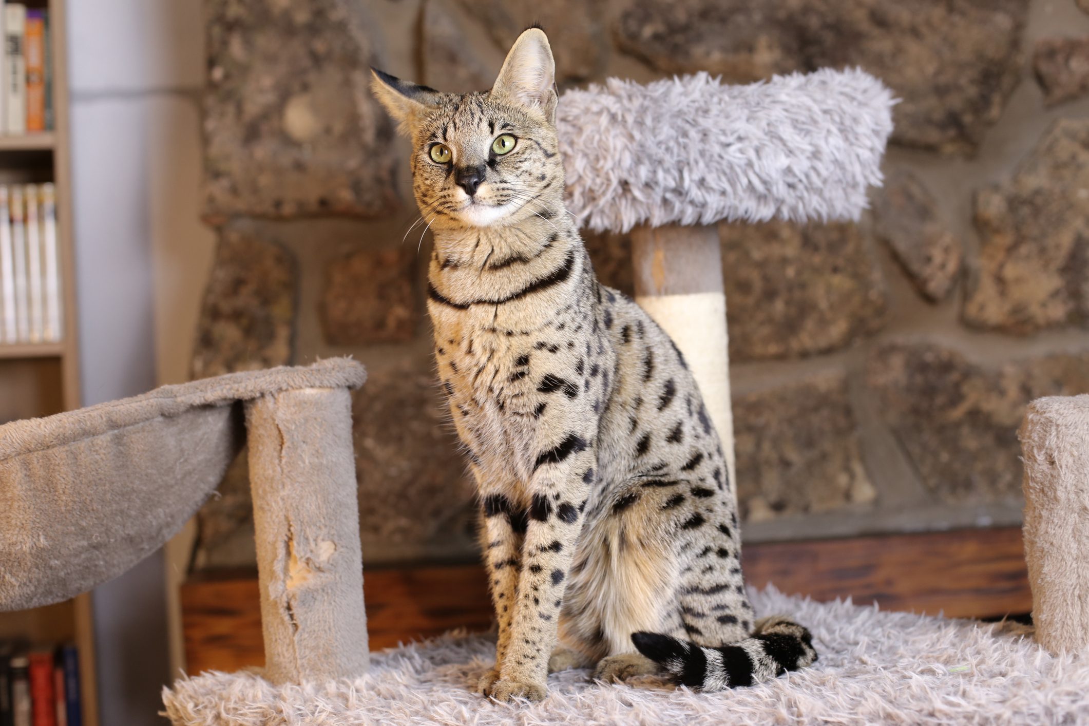 most expensive cat breed in the world