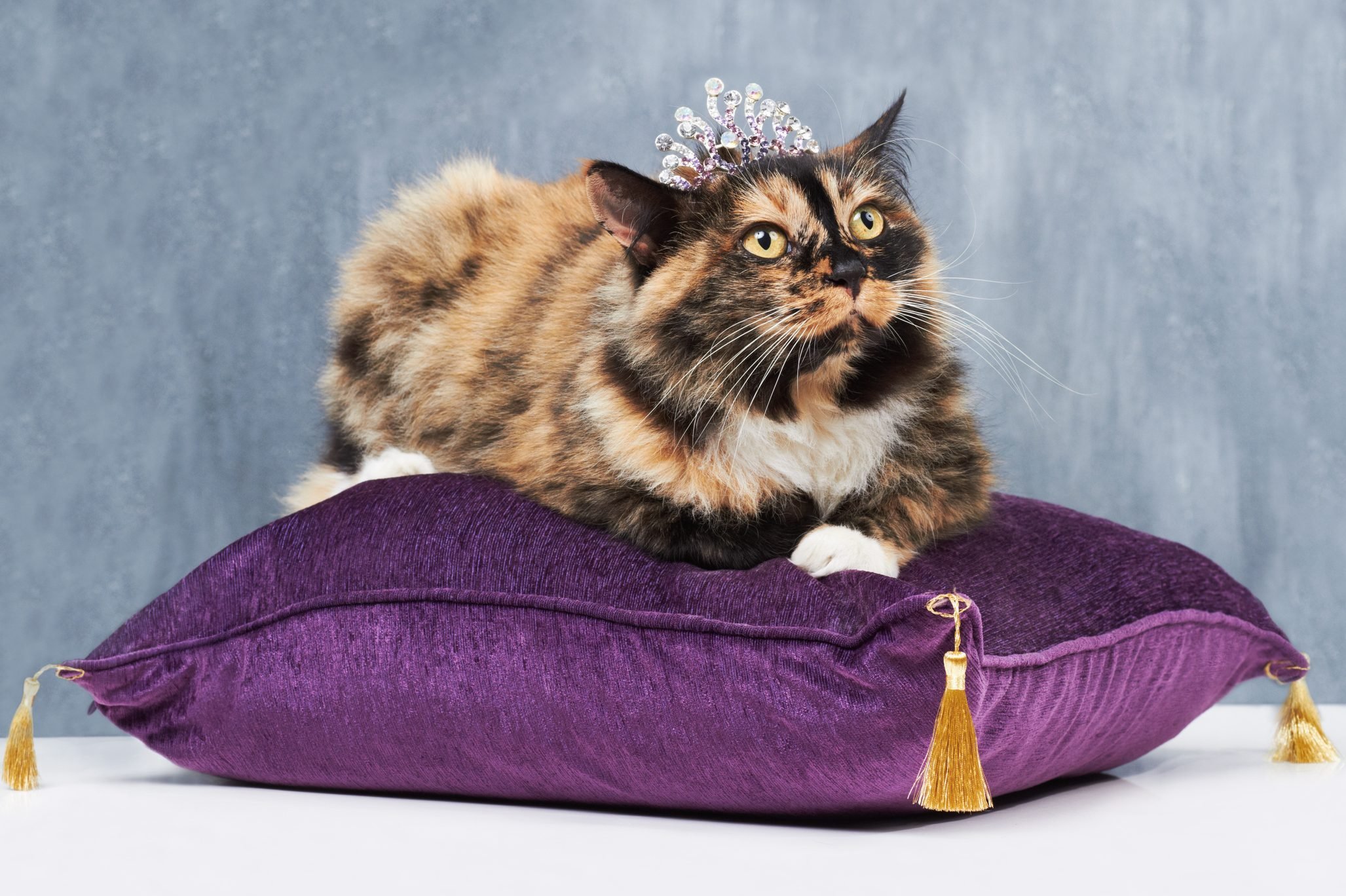 the-12-most-expensive-cat-breeds-in-the-world-2023