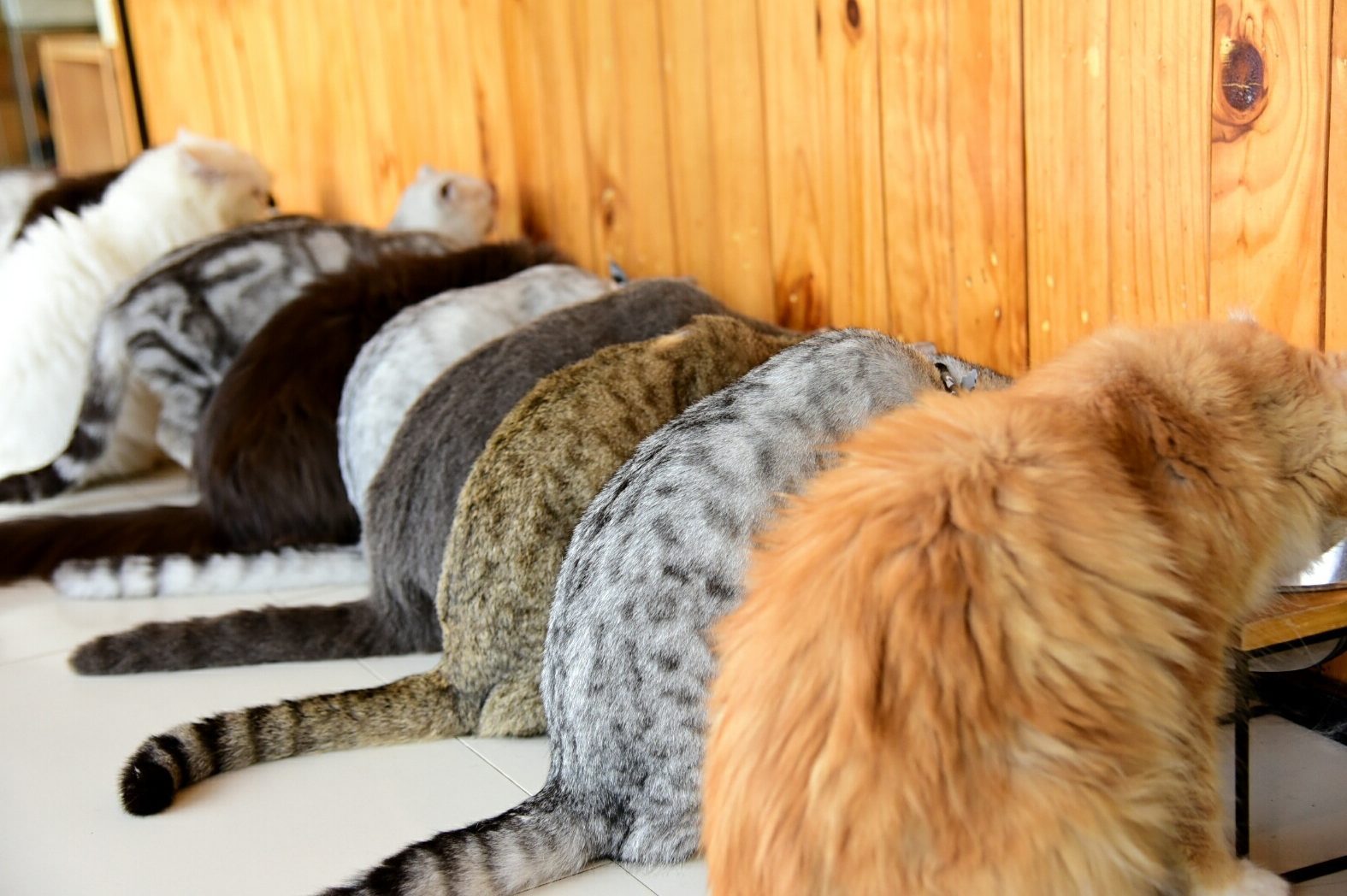 cat fur pattern