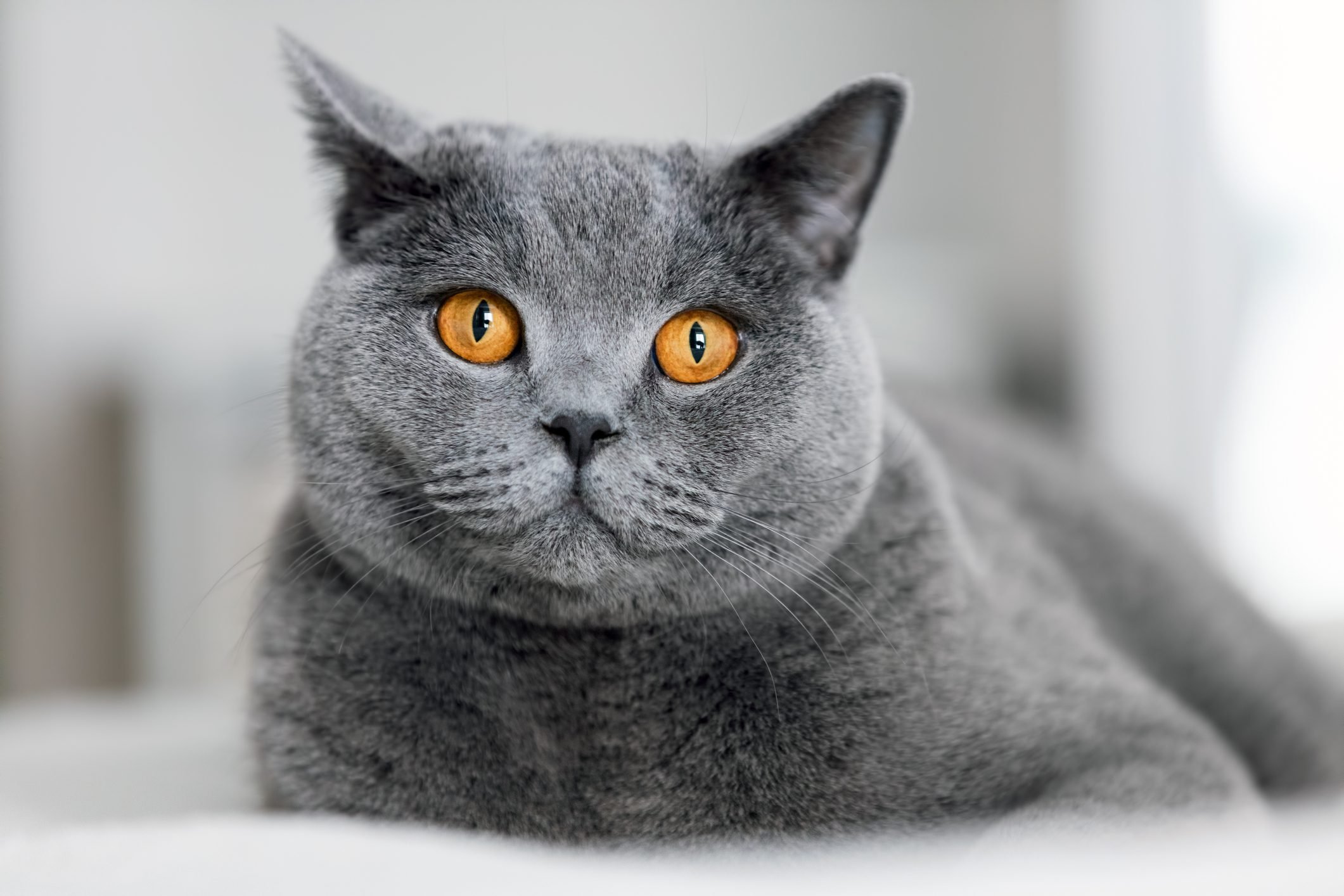 Feline 411: All About Gray Cats