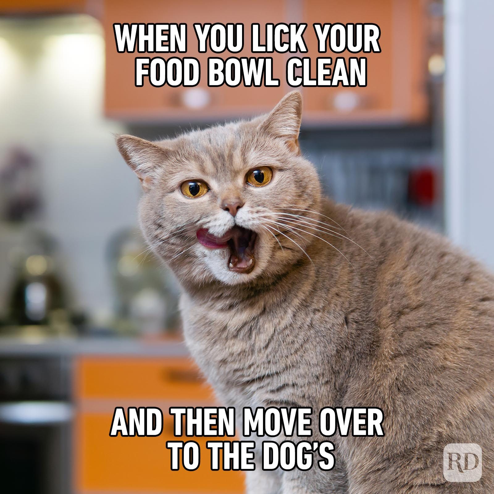 Những Meme Mèo Dễ Thương Sạch Sẽ: Top Những Hình Ảnh Đáng Yêu - Abettes ...