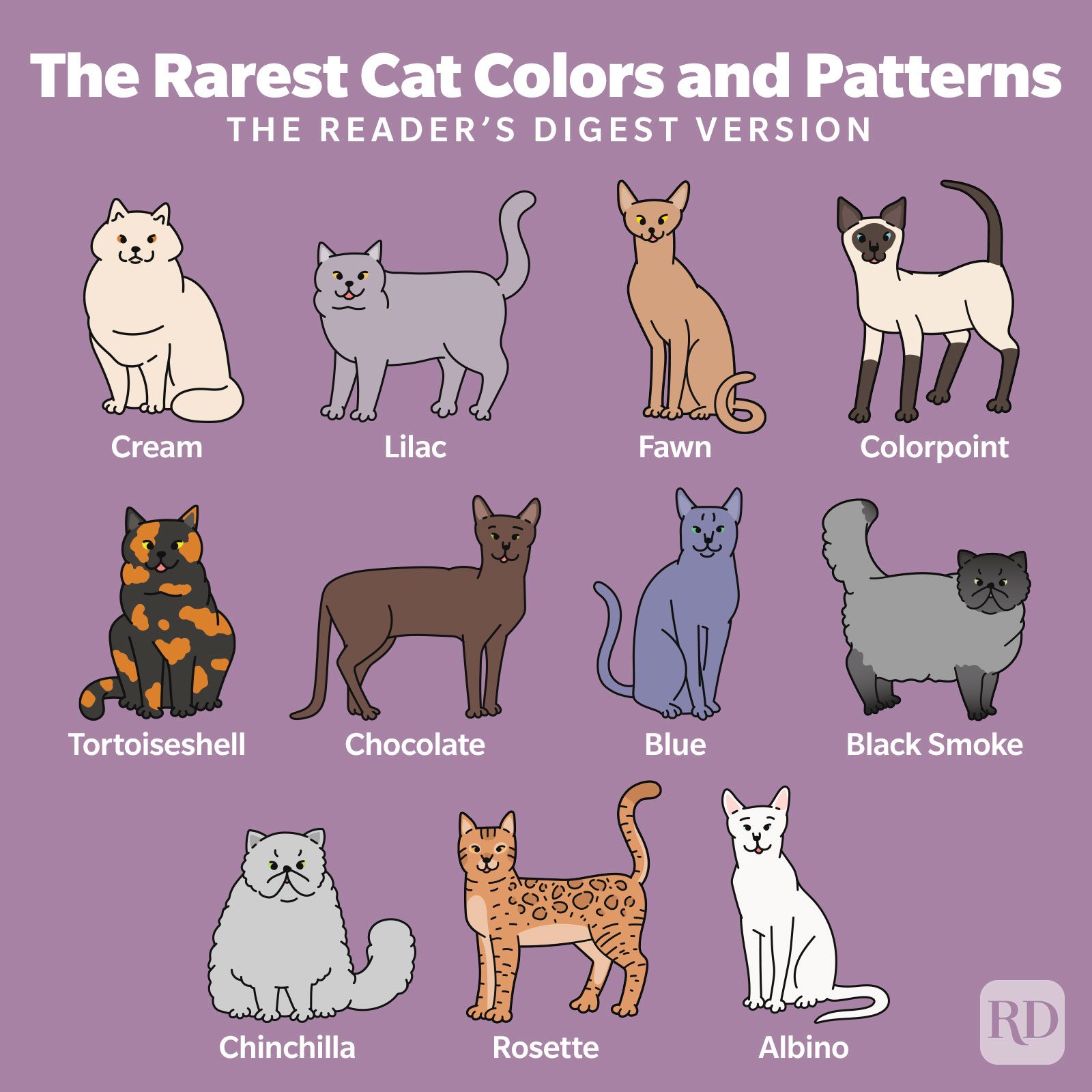 The 9 Most Rare Colors and Patterns in Cats – KittyNook Cat Company