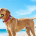 Dog Owners Need to Be Aware of This Hidden Danger at the Beach