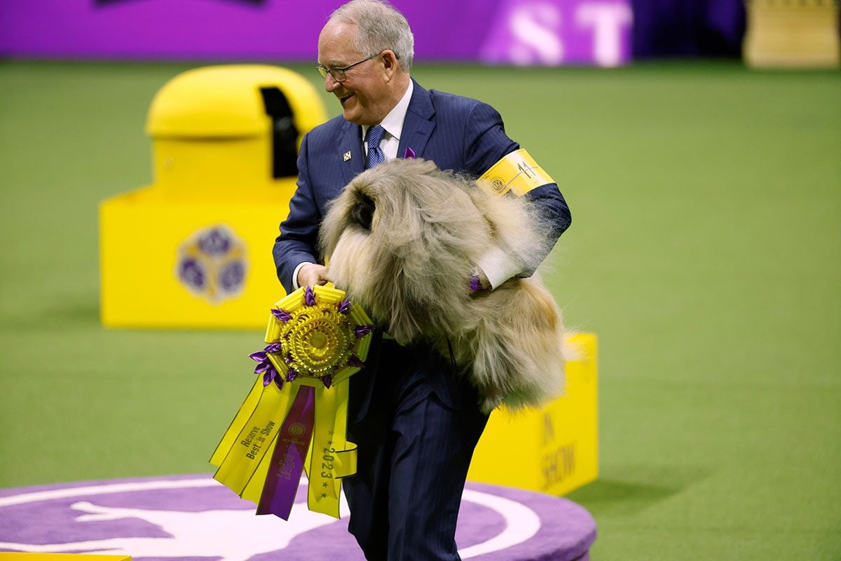 Meet Buddy Holly, the Pup That Just Won Best in Show at the Westminster